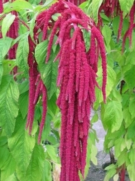 AMARANTHUS caudatus Love Lies Bleeding